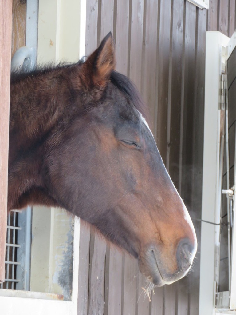 Northern Horse Park (ノーザンホースパーク) - メイン写真: