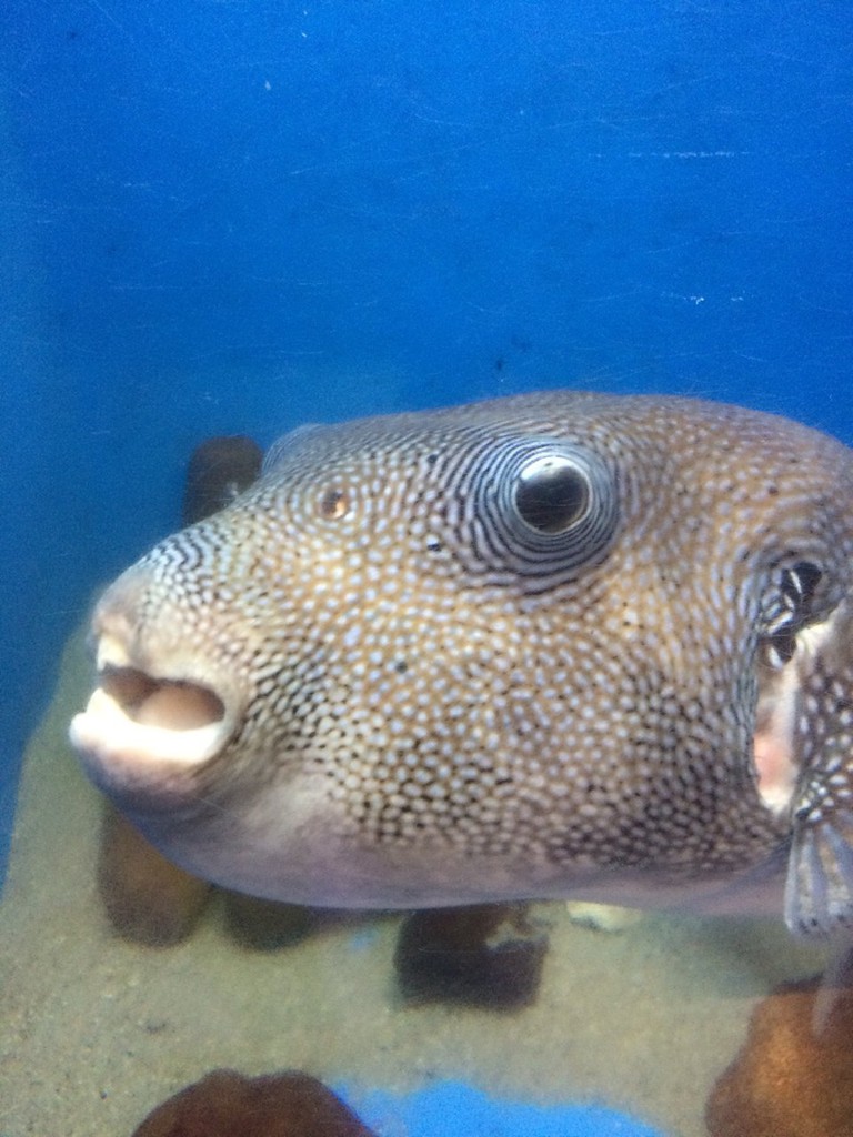 竹島水族館 - メイン写真: