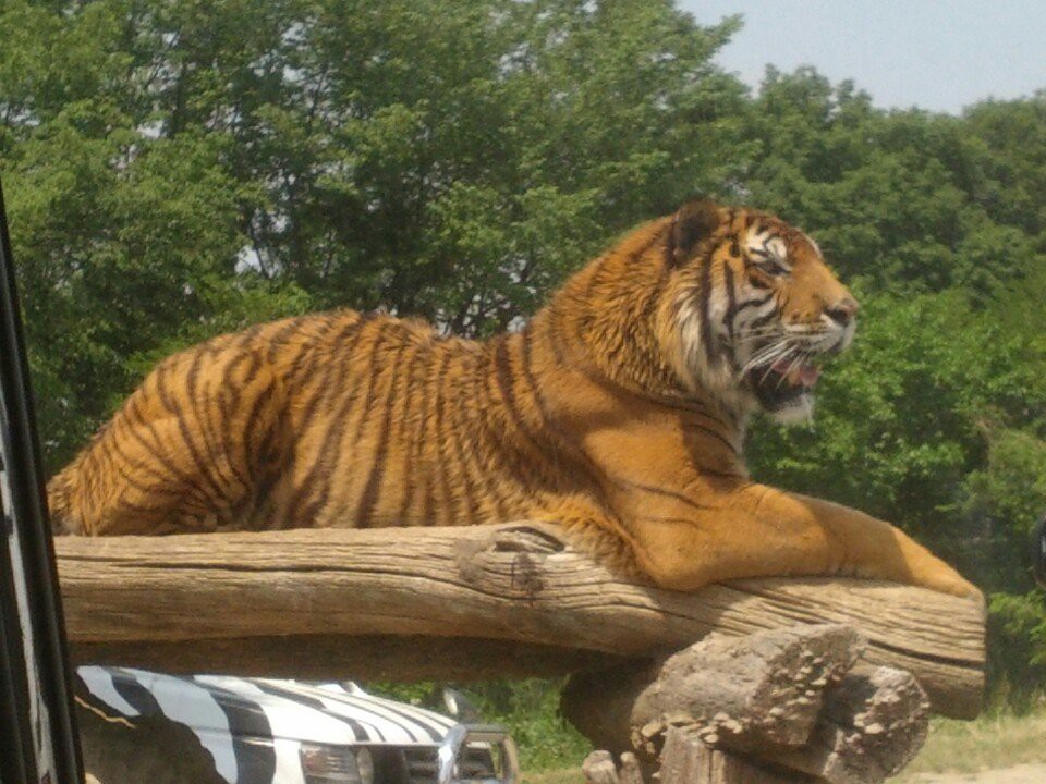 Gunma Safari Park (群馬サファリパーク) - メイン写真: