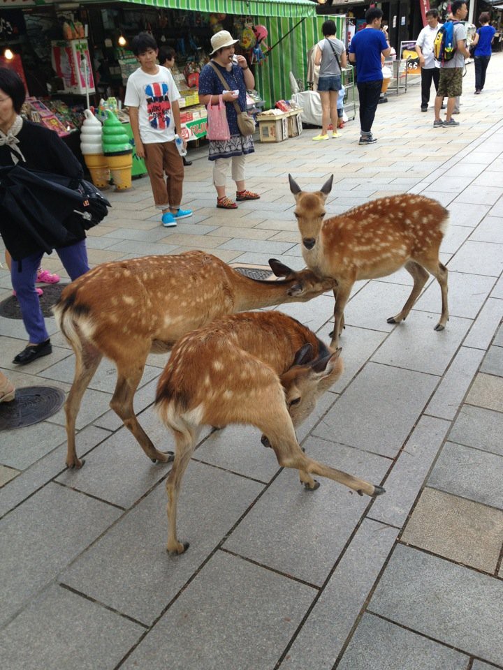 Nara Park (奈良公園) - メイン写真: