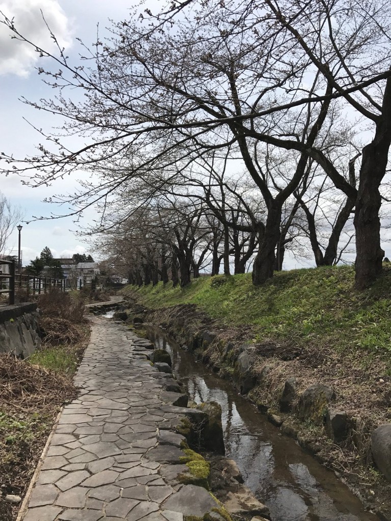 桜並木駐車場 - メイン写真: