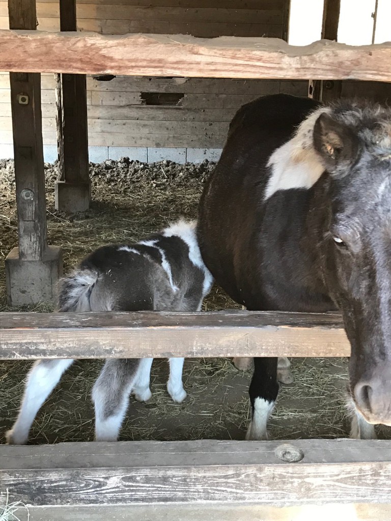 Machida Burnet Farm (町田バーネット牧場) - メイン写真: