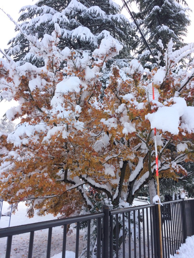 横手市立横手南小学校 - メイン写真: