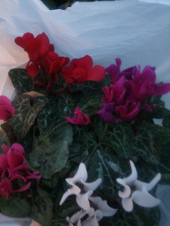 クール オン フルール