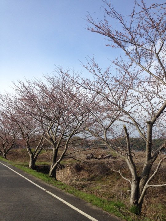 多度の桜並木 - メイン写真: