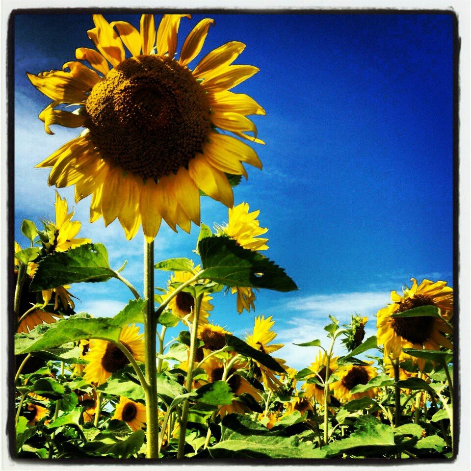 トマップ川公園