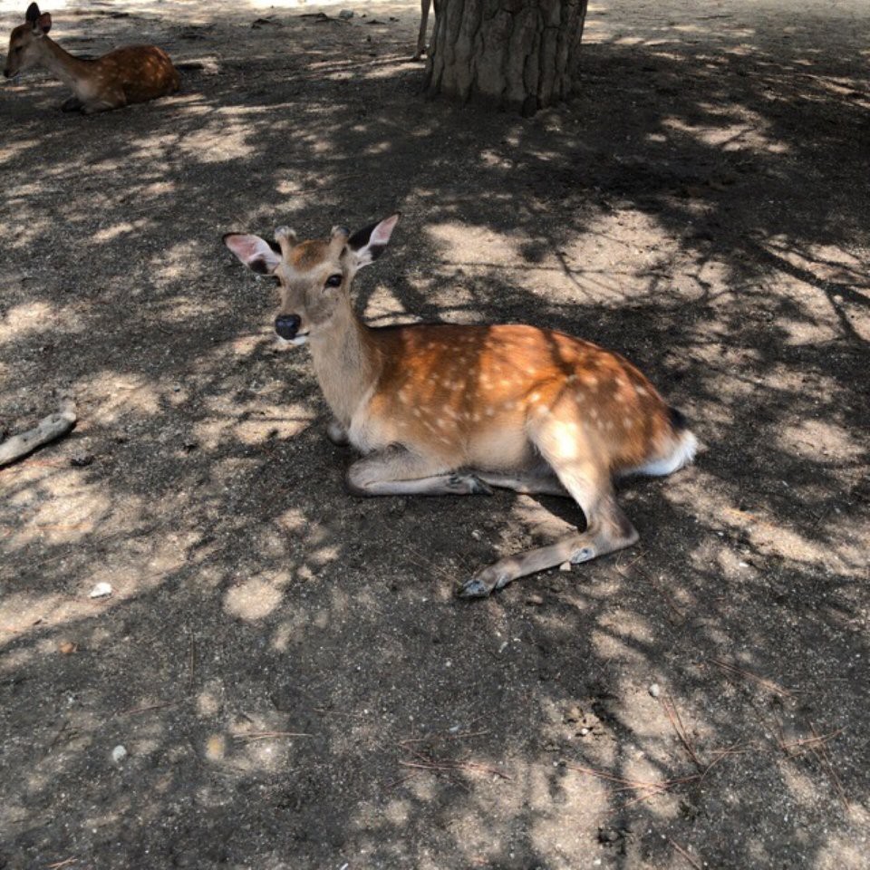 Nara National Museum Shop (奈良国立博物館 ミュージアムショップ) - メイン写真: