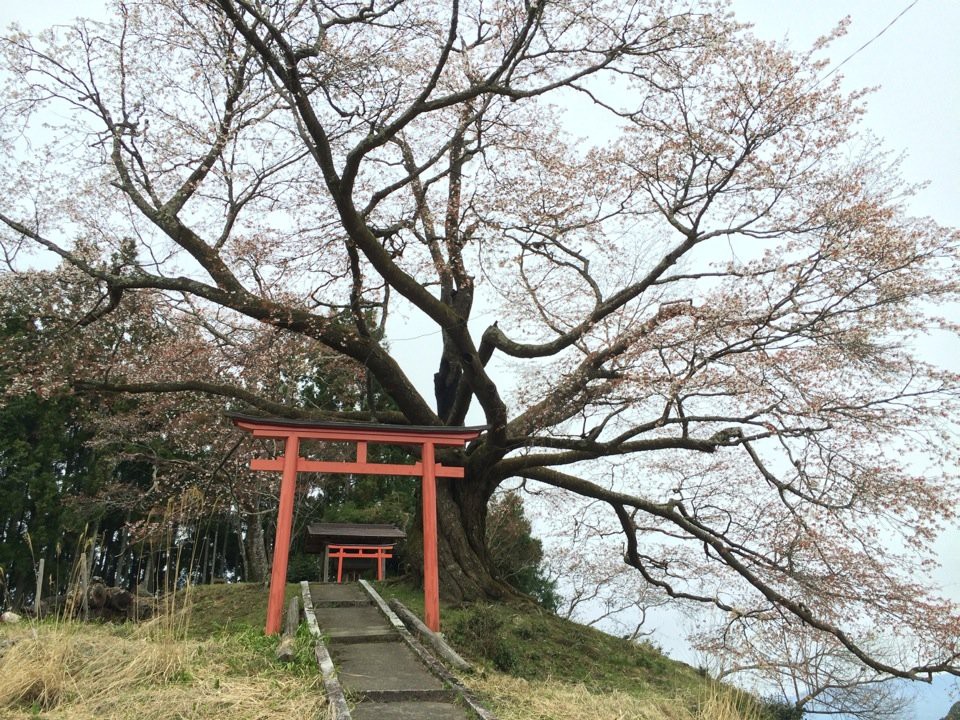 才谷の稲荷桜 - メイン写真: