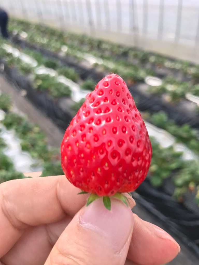 南那須観光いちご園