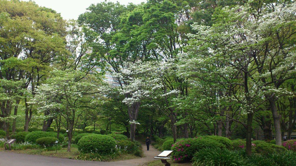 日比谷公園 ハナミズキ林 - メイン写真: