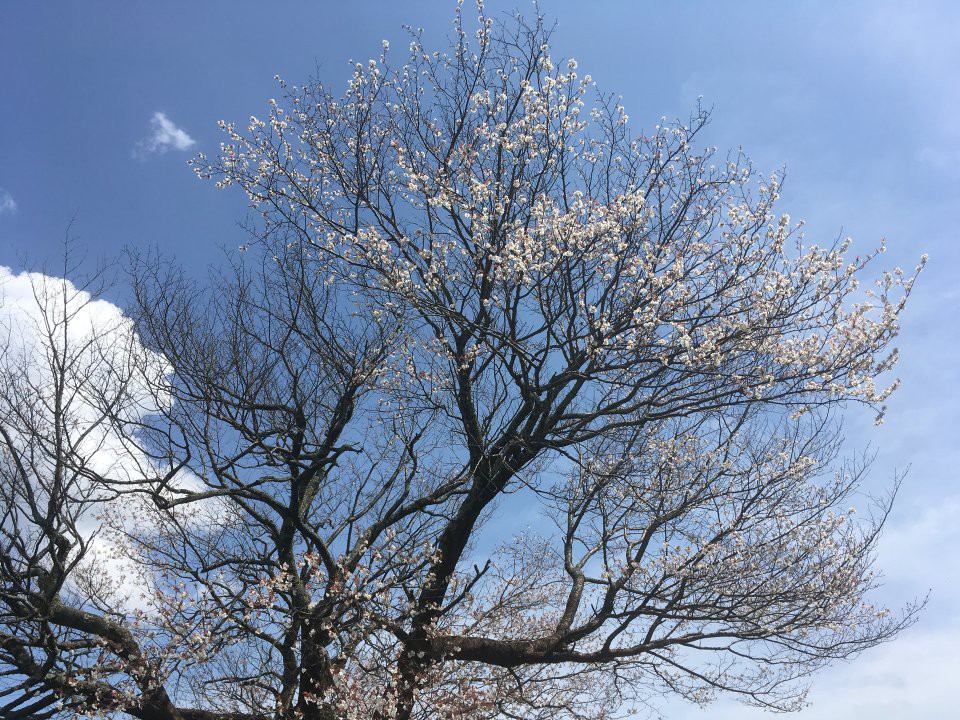 前原の一本桜 - メイン写真: