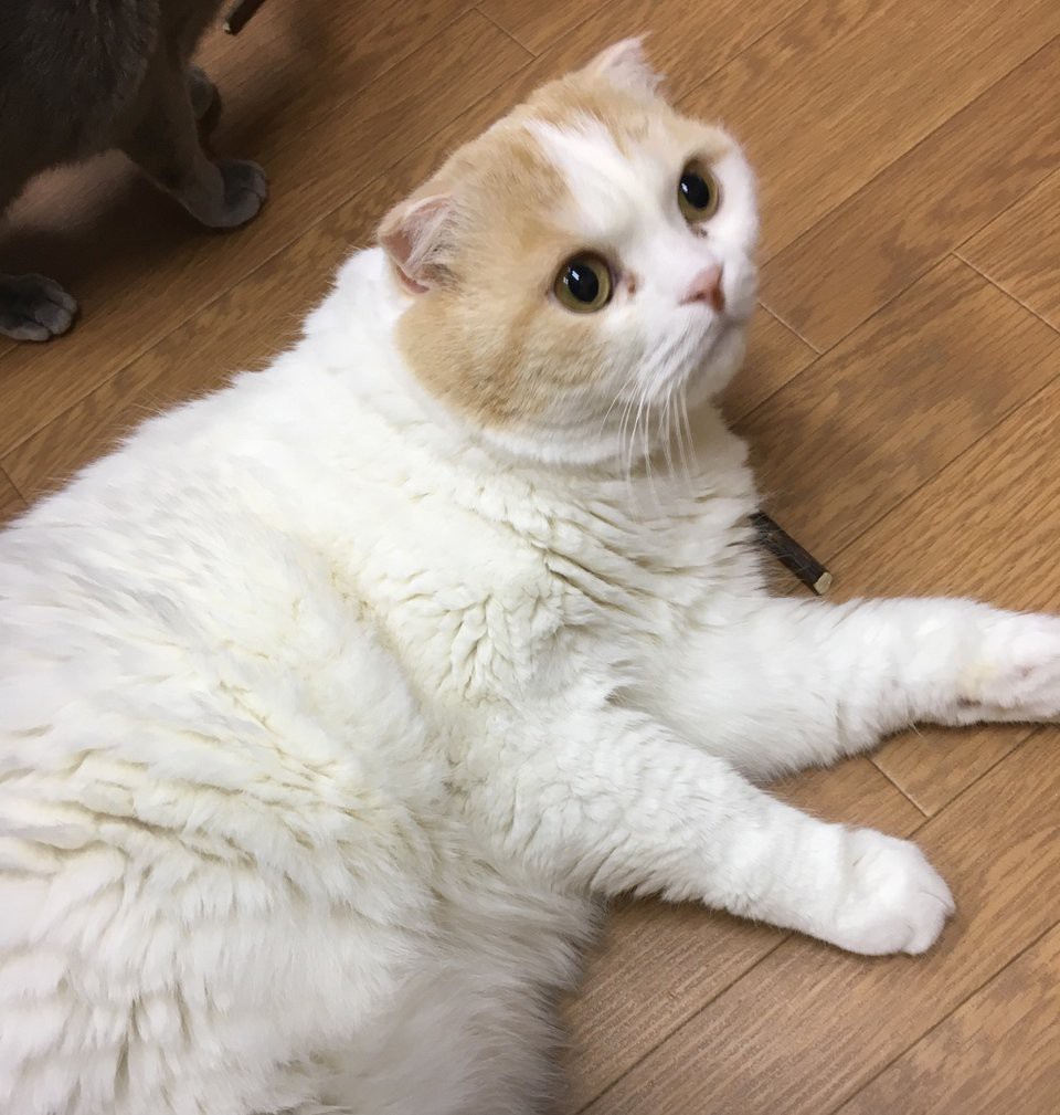 猫カフェ ちぐら