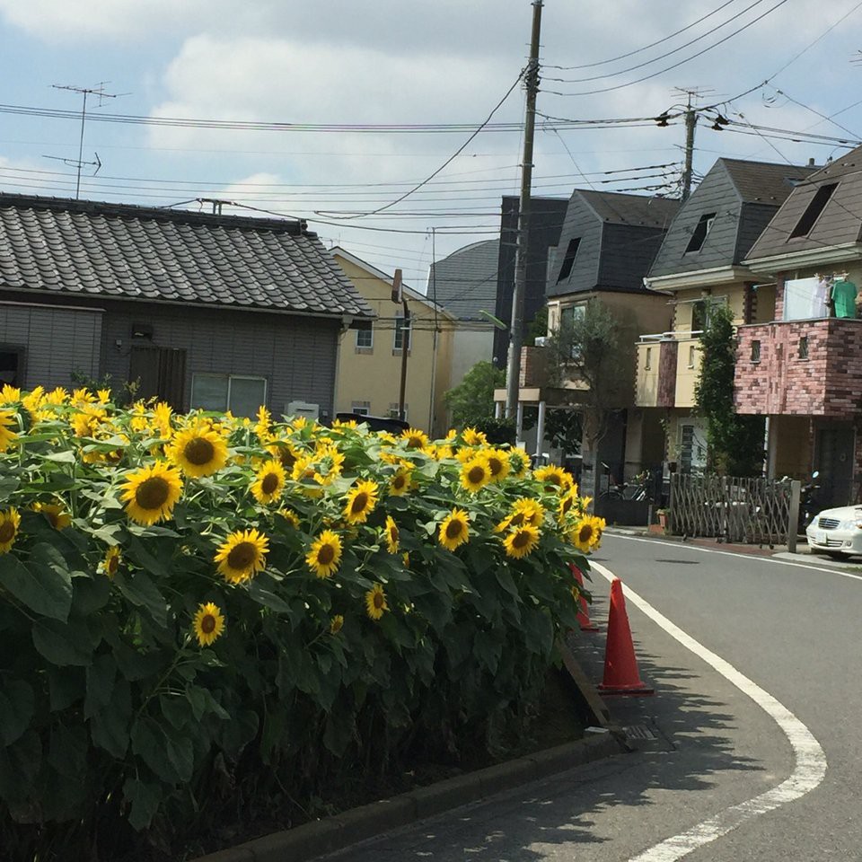 宇奈根ハンカチ公園 - メイン写真: