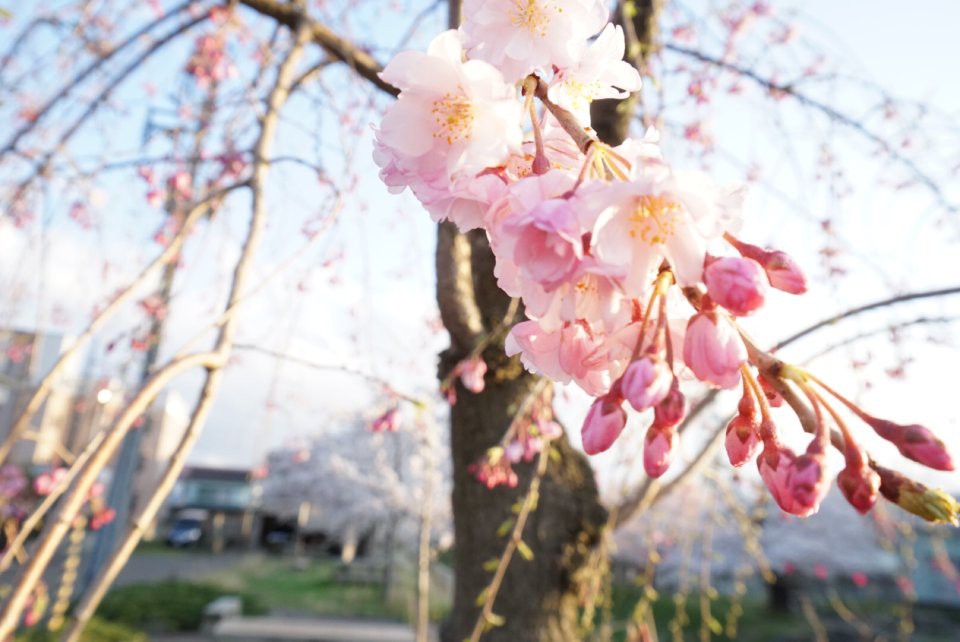 一の橋 - メイン写真: