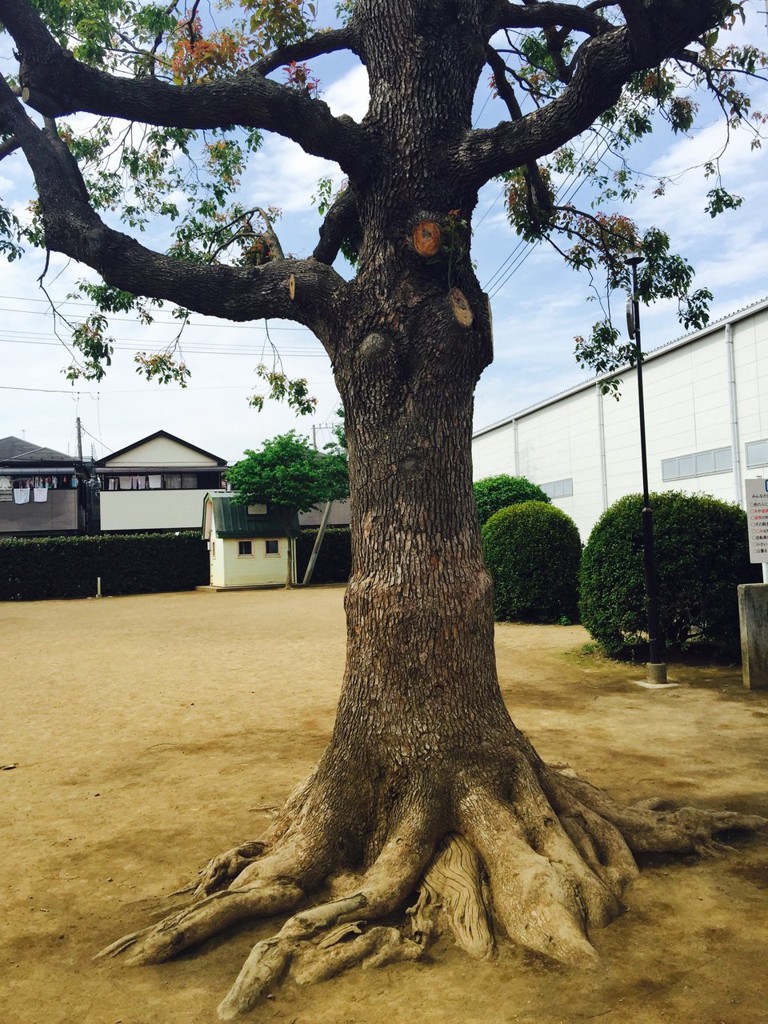ひばり児童公園 - メイン写真: