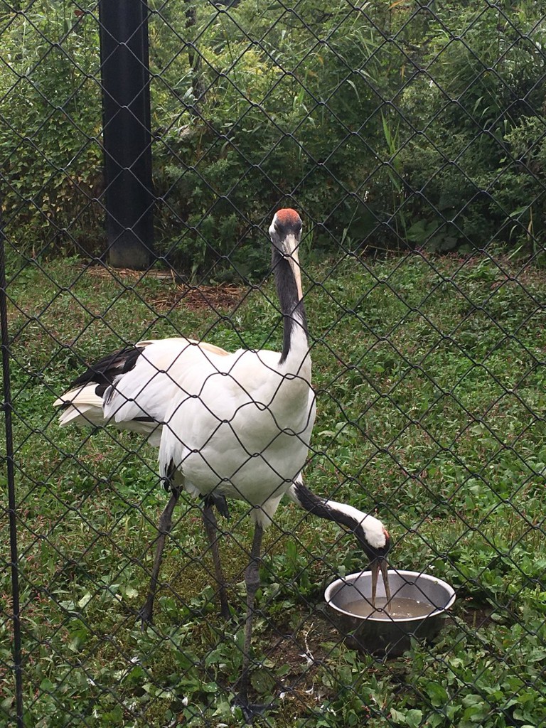 Japanese Crane House (タンチョウ舎) - メイン写真: