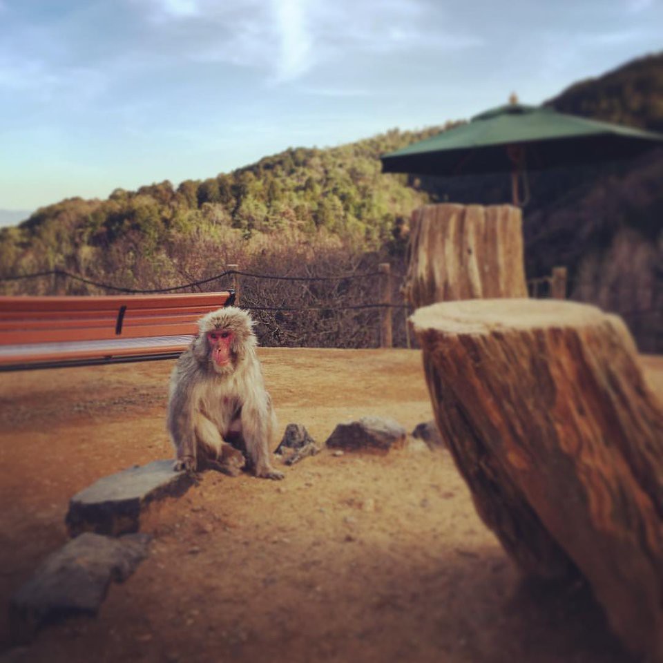 The 3 Best Zoo near arashiyama Station