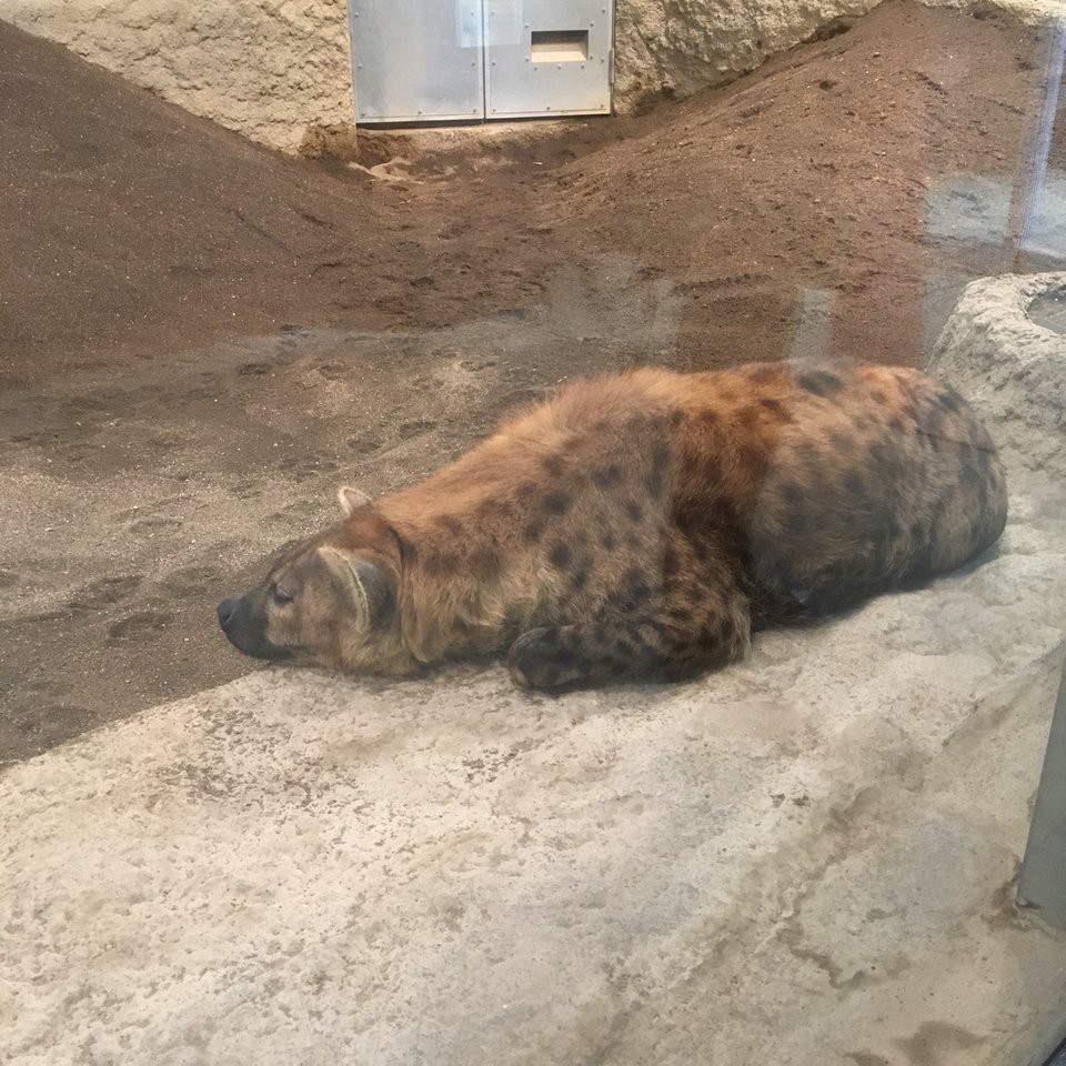 円山動物園のドキンちゃん像 - メイン写真: