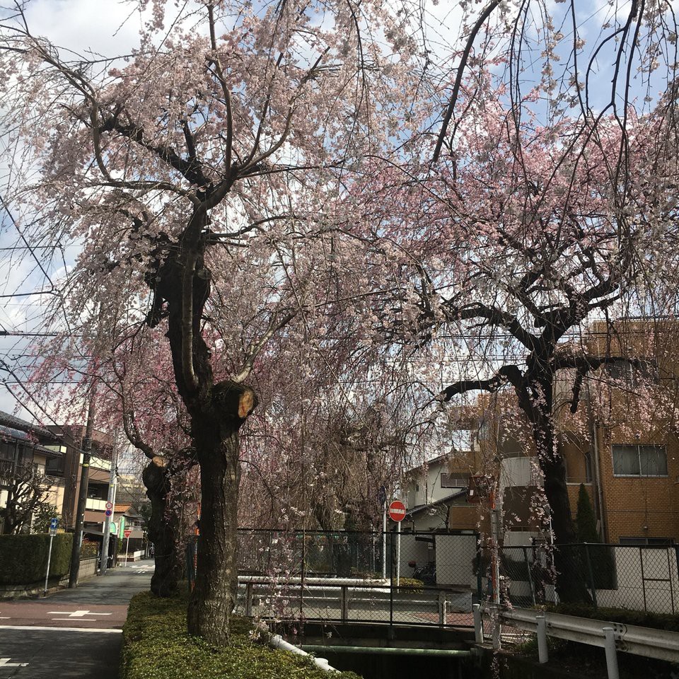 しだれ桜 小手指町二丁目 - メイン写真: