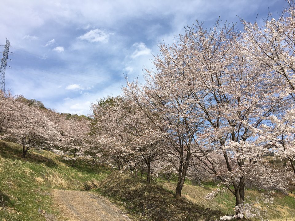 虎山の千本桜 - メイン写真: