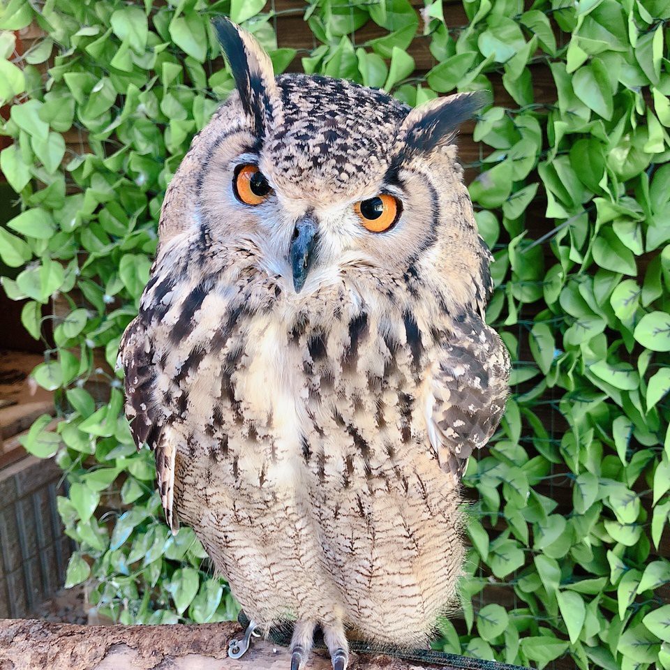 しろとり動物園 - メイン写真: