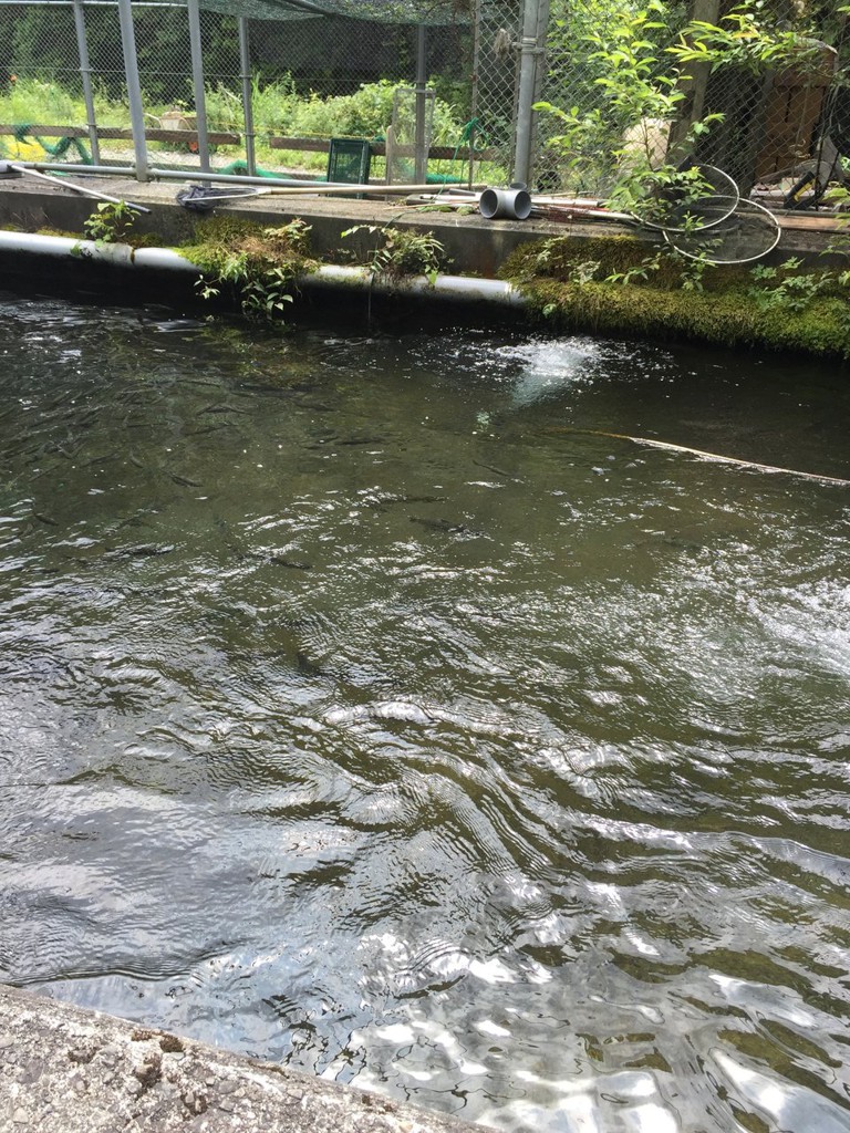 洞川川魚センター - メイン写真: