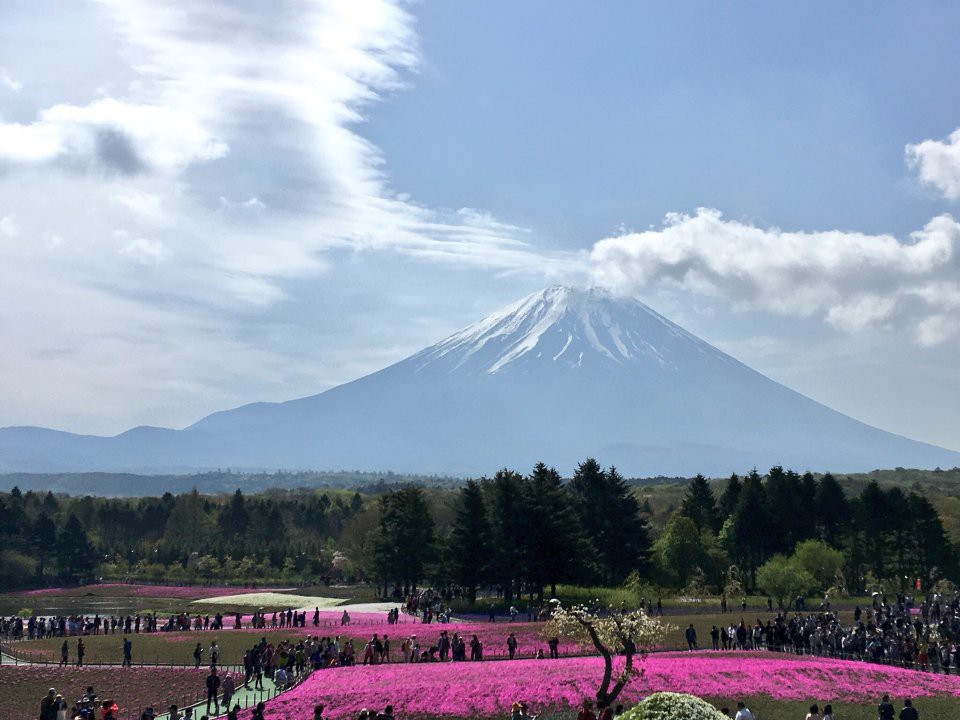 富士芝桜祭り - メイン写真: