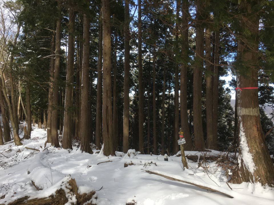 三峰山北尾根三峰 - メイン写真: