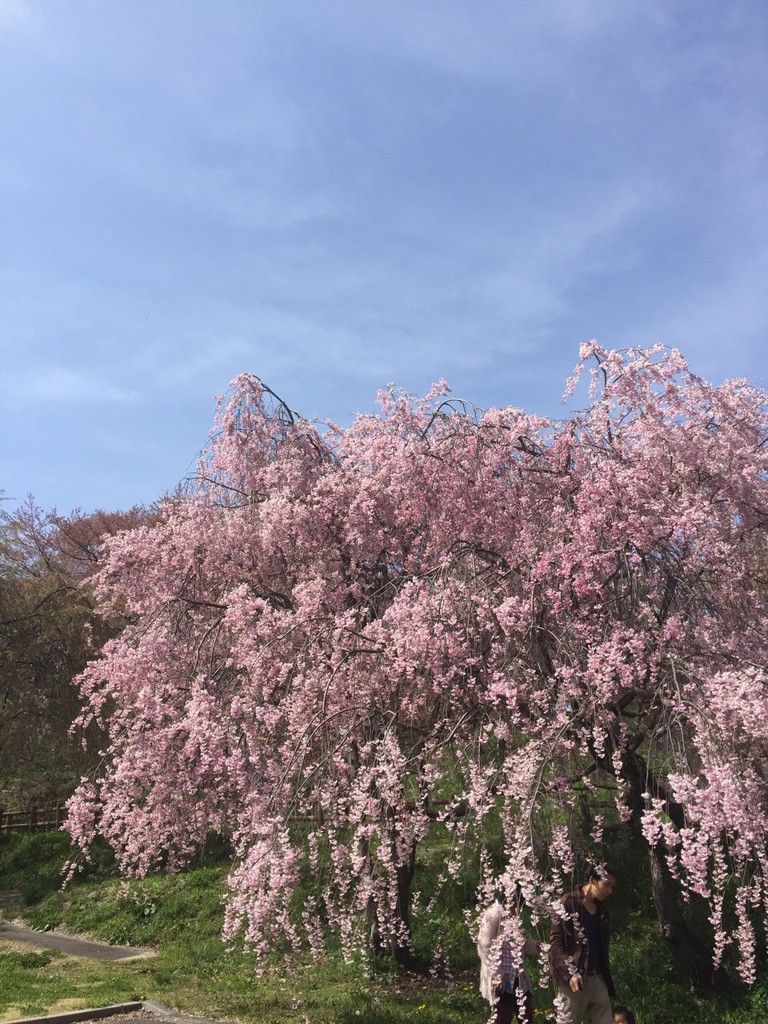 大草城址公園 - メイン写真: