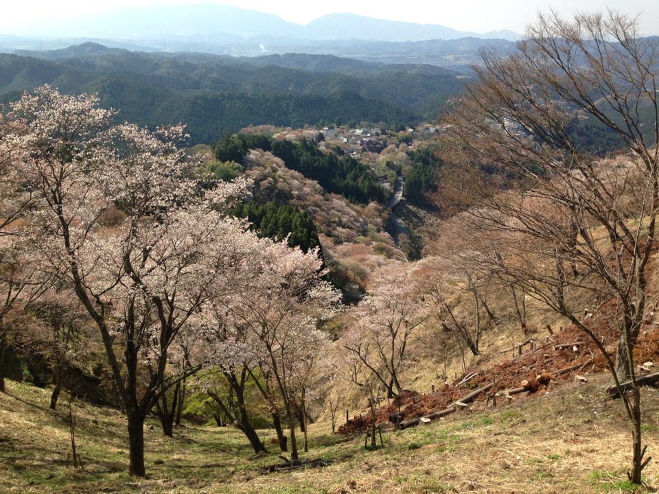 吉野山 上千本 - メイン写真: