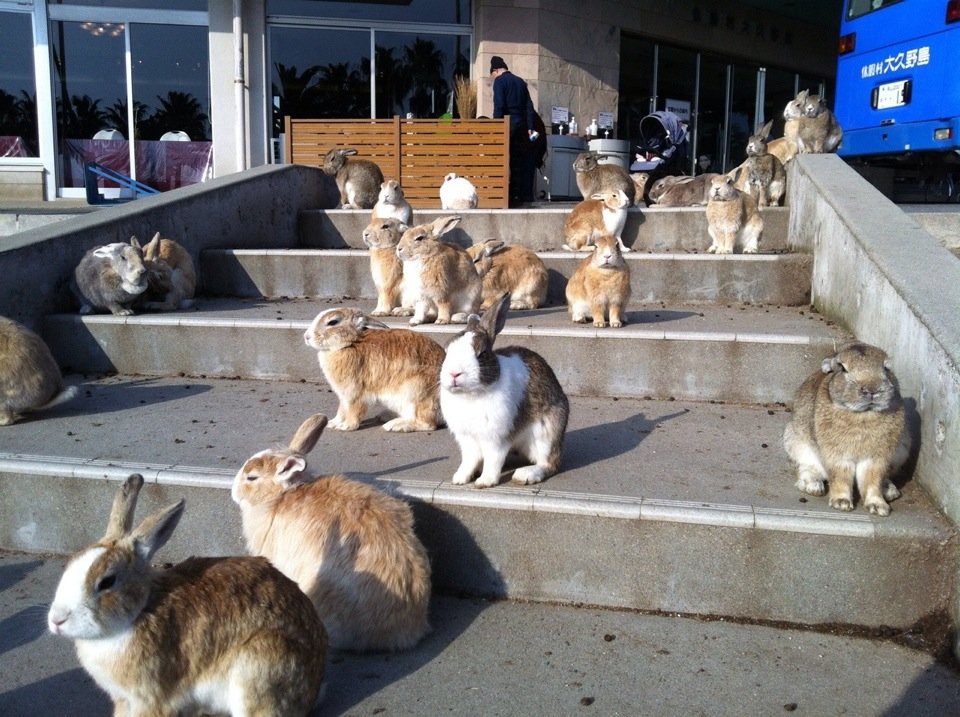 Okunoshima (大久野島) - メイン写真: