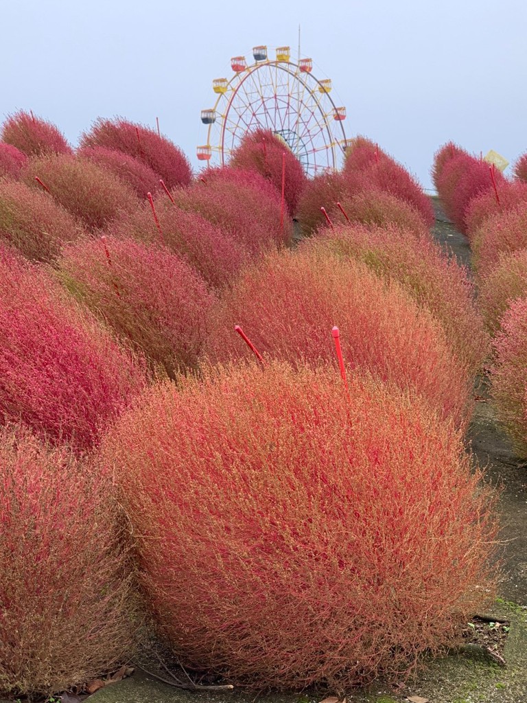 コキアの丘 - メイン写真: