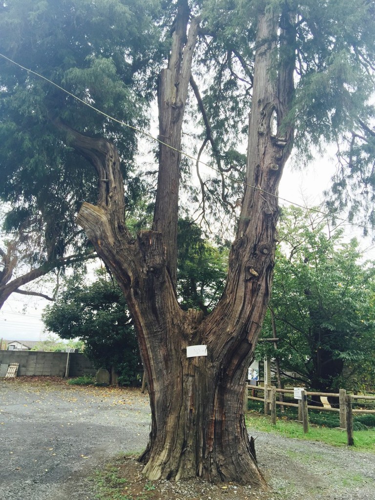 志木市指定保存樹木 第191号 ヒノキ_長勝院 - メイン写真: