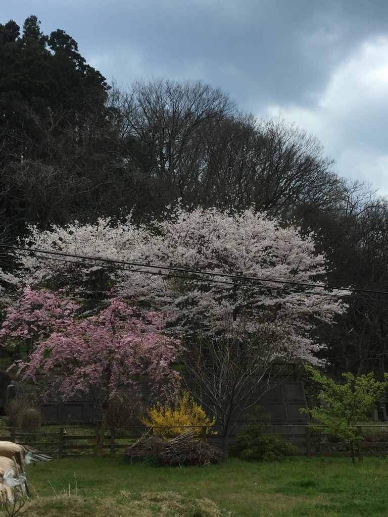 聖徳寺 - メイン写真: