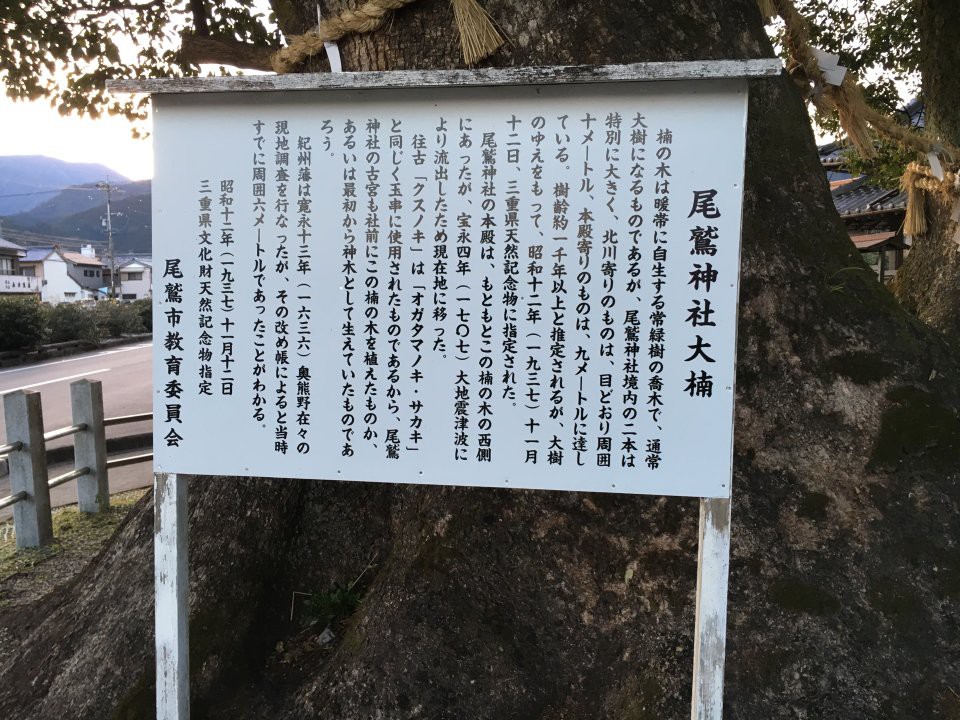 尾鷲神社大楠 - メイン写真: