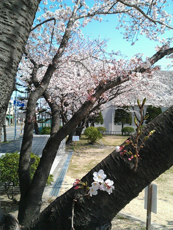 傳馬公園 - メイン写真: