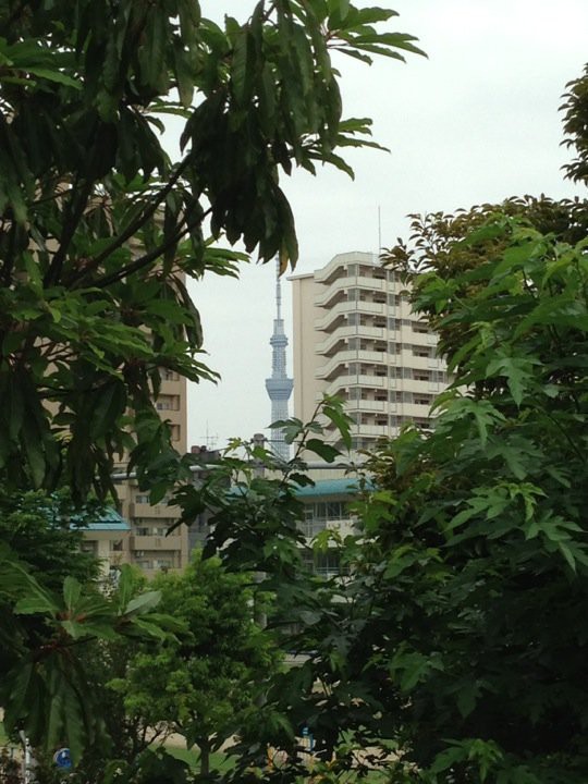 Ojima Komatsugawa Park (大島小松川公園) - メイン写真: