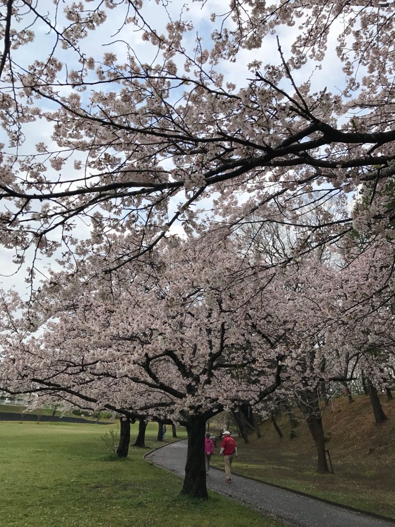 湖北台中央公園 - メイン写真: