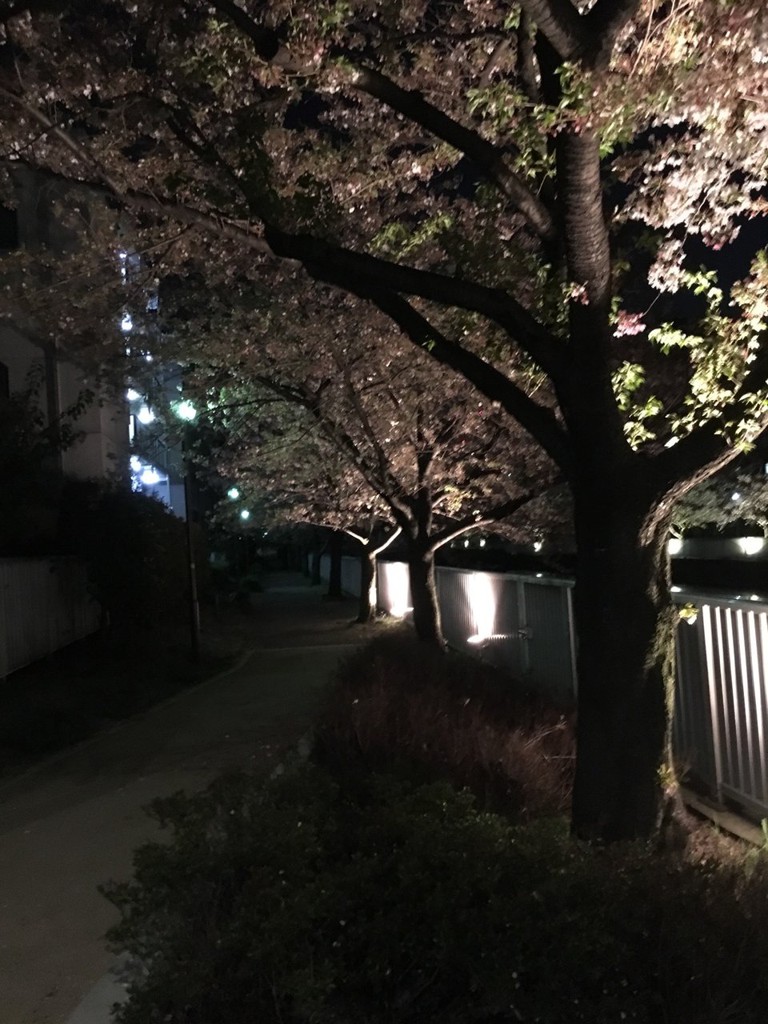 菊柳橋 - メイン写真: