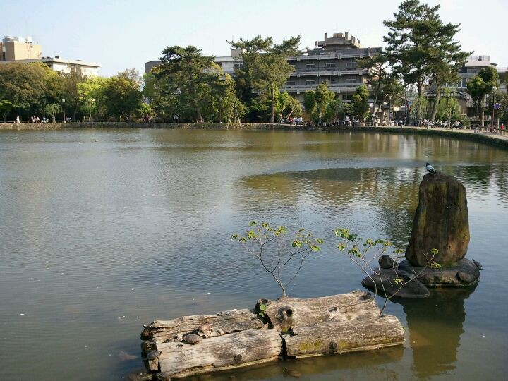 Sarusawa Pond (猿沢池) - メイン写真: