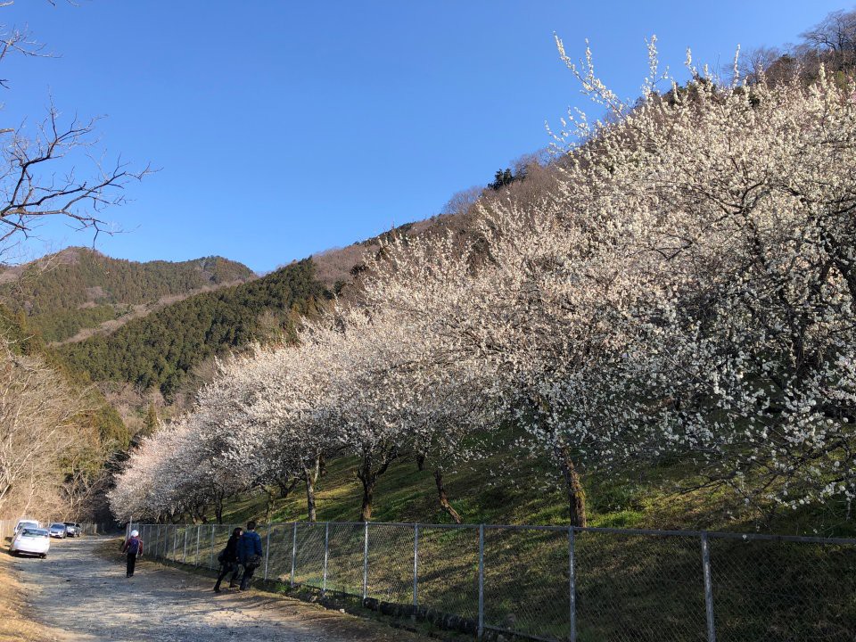 木下沢梅林 - メイン写真: