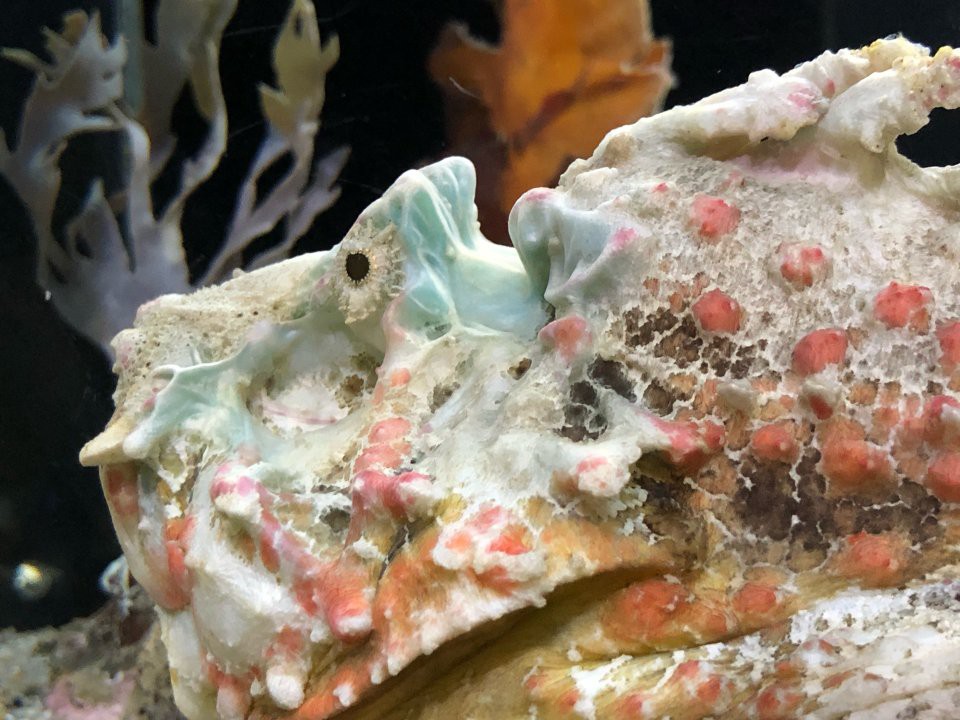 久慈地下水族科学館 もぐらんぴあ - メイン写真: