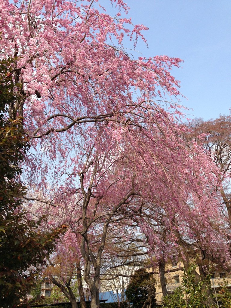 Wakabayashi Ward Office (若林区役所) - メイン写真: