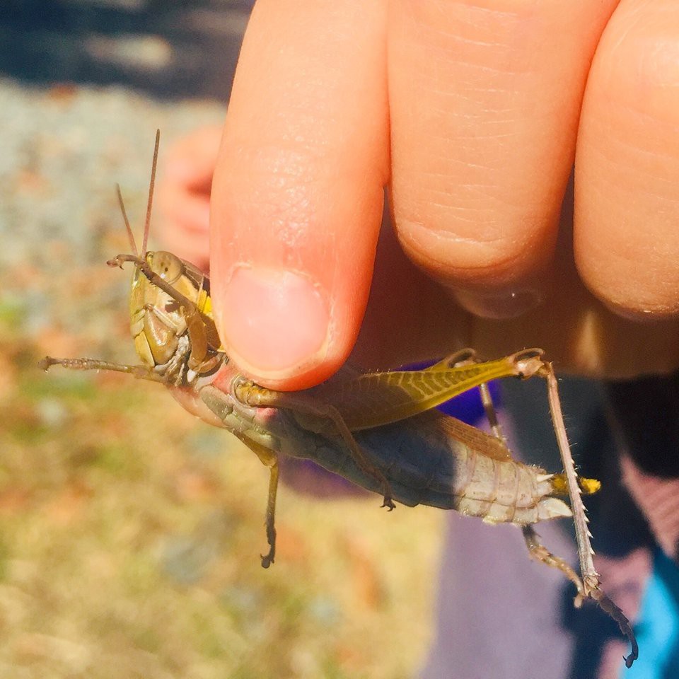 ぐんま昆虫の森 - メイン写真: