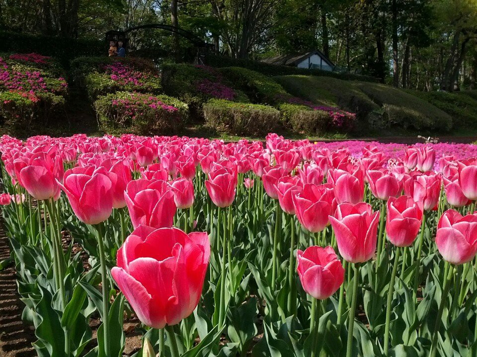 上尾丸山公園 - メイン写真: