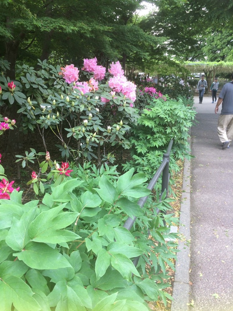 曼陀羅寺公園 - メイン写真: