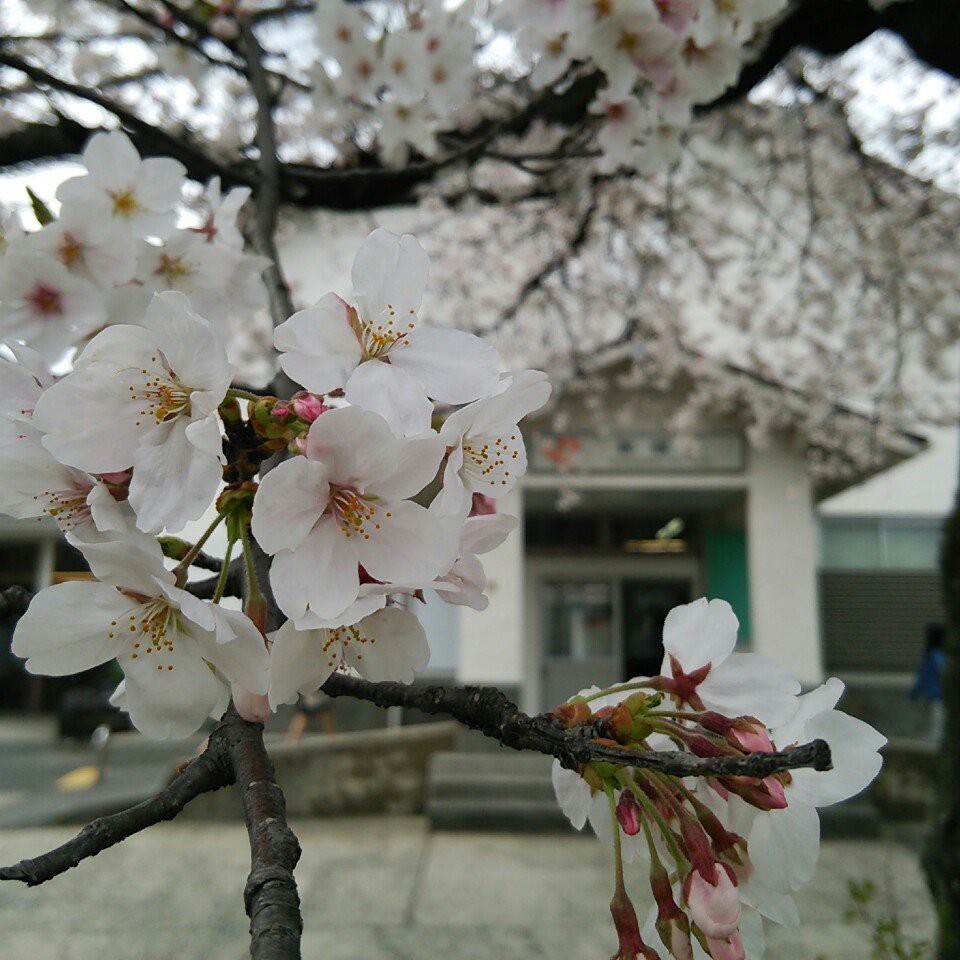 Shinshiro Station (新城駅) - メイン写真: