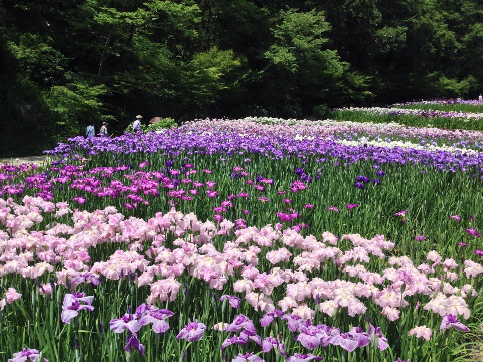 播州山崎 花菖蒲園 - メイン写真: