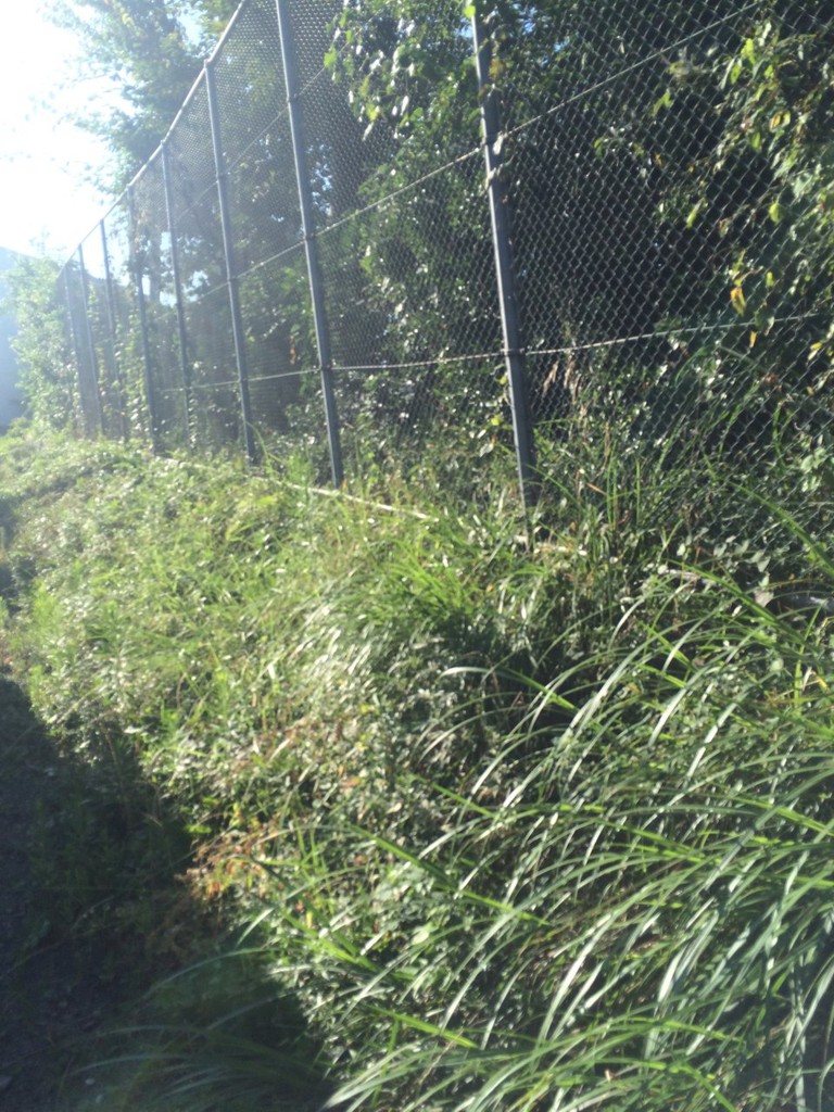 大分県立大分上野丘高等学校 - メイン写真: