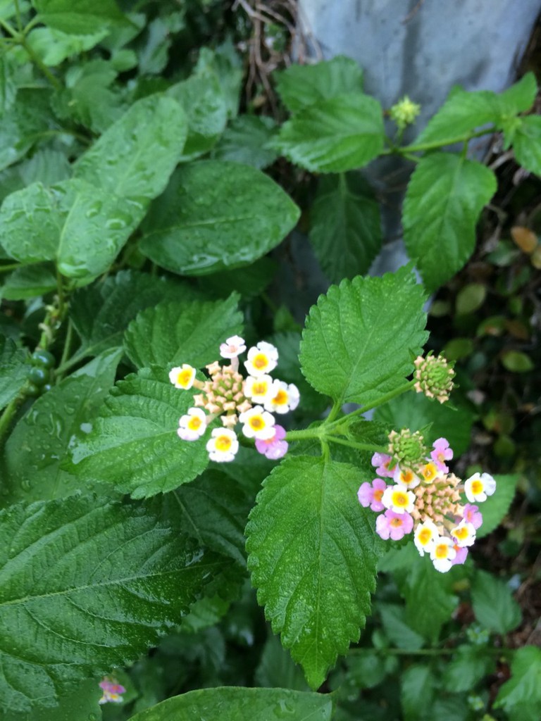 霧島市立 上小川小学校 - メイン写真: